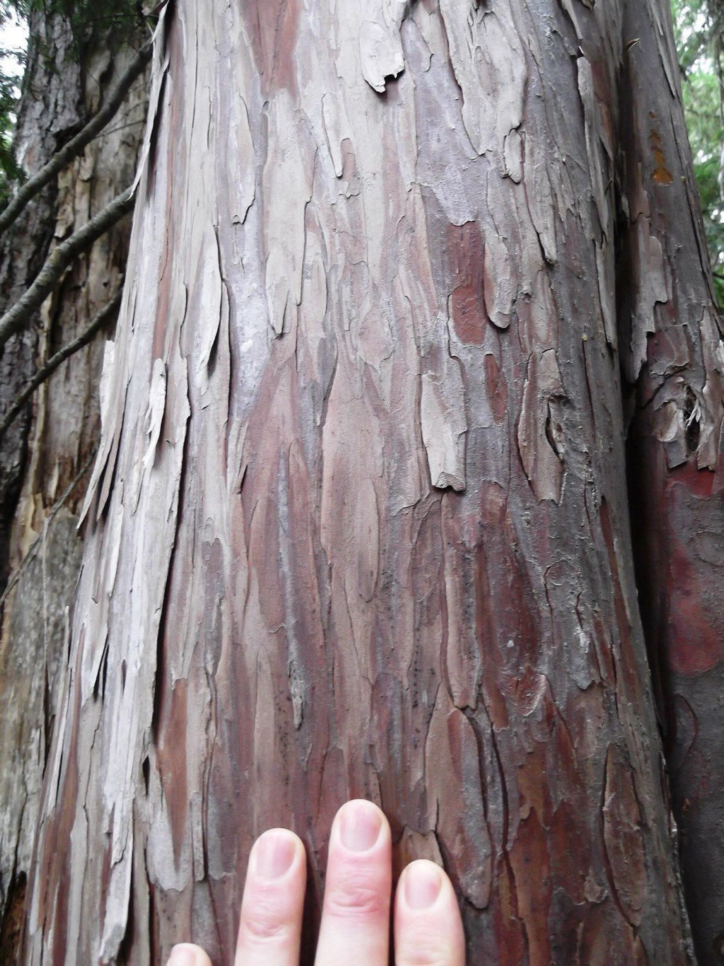 Alaska Cedar bark photo