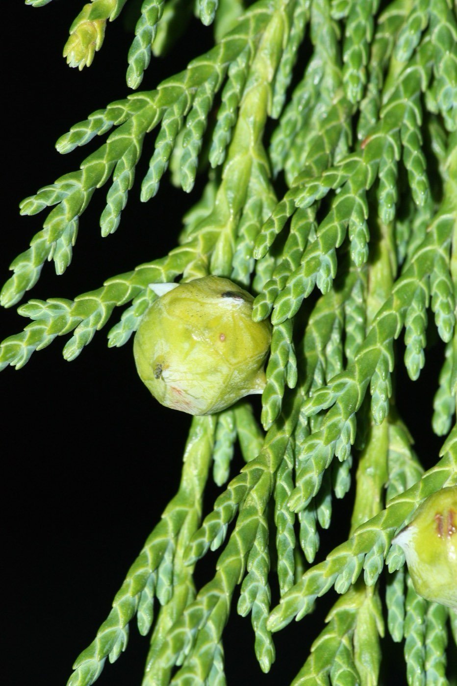 Alaska Cedar branch photo