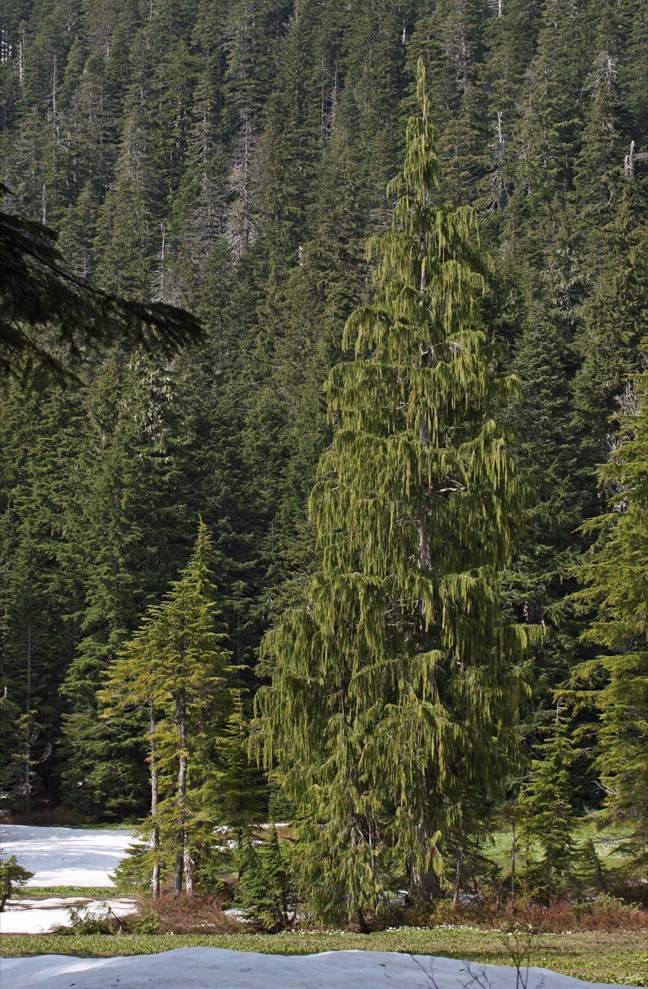 Alaska Cedar picture photo