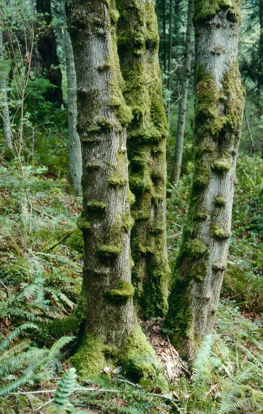 Bigleaf Maple picture photo