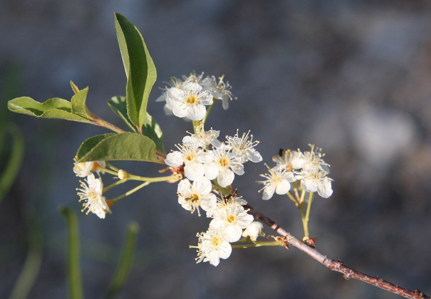 Bitter Cherry branch photo