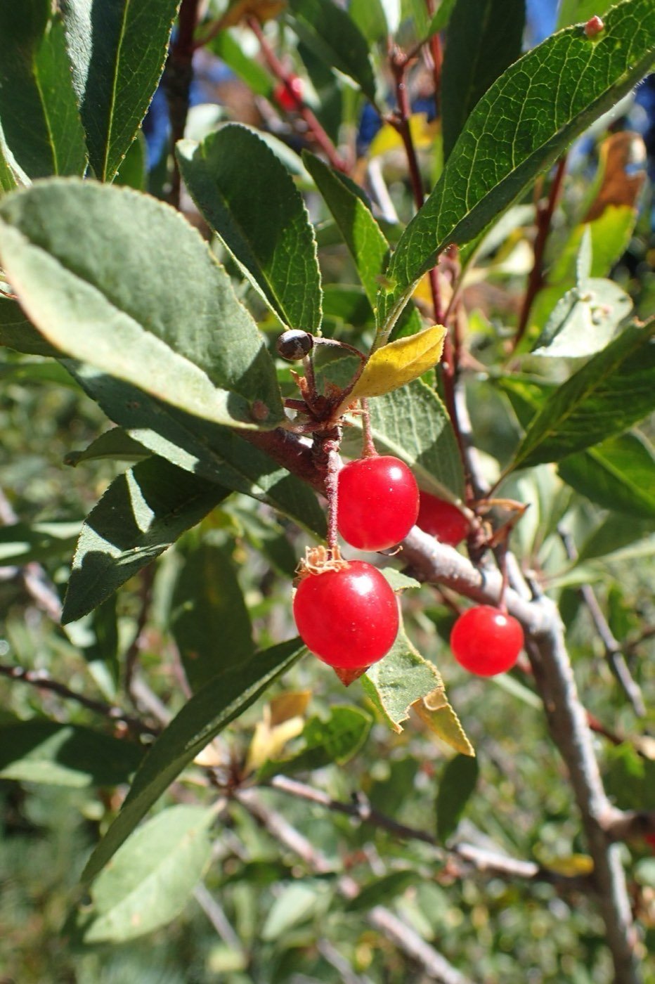 Bitter Cherry leaf photo