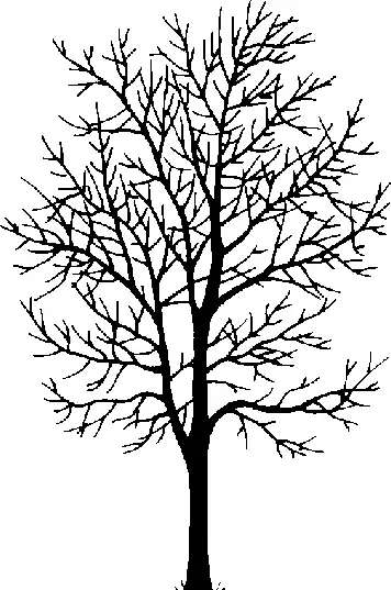 Bitter Cherry illustration