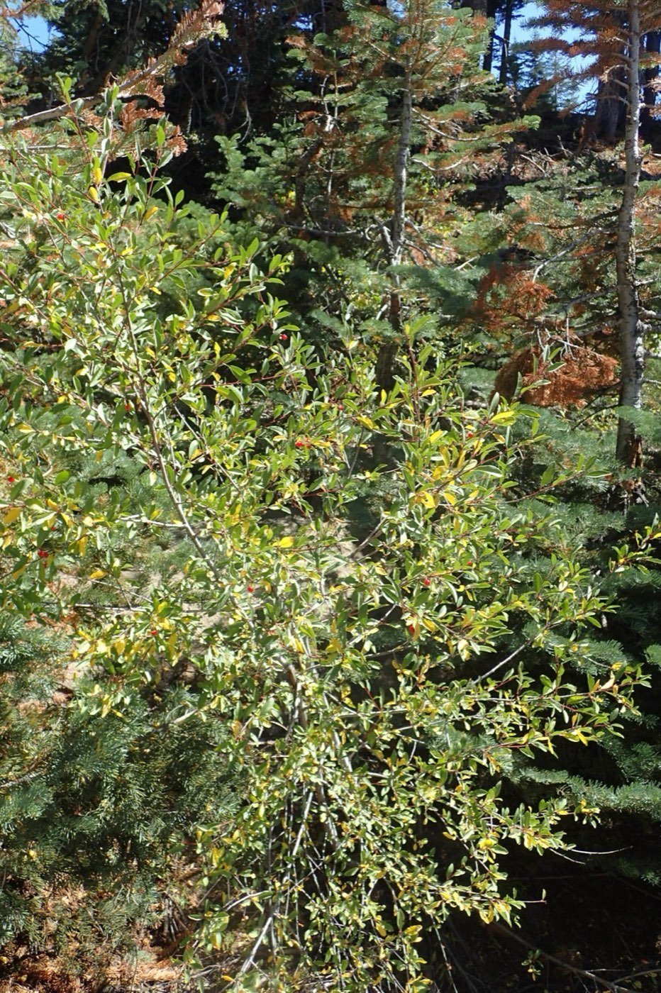 Bitter Cherry picture photo
