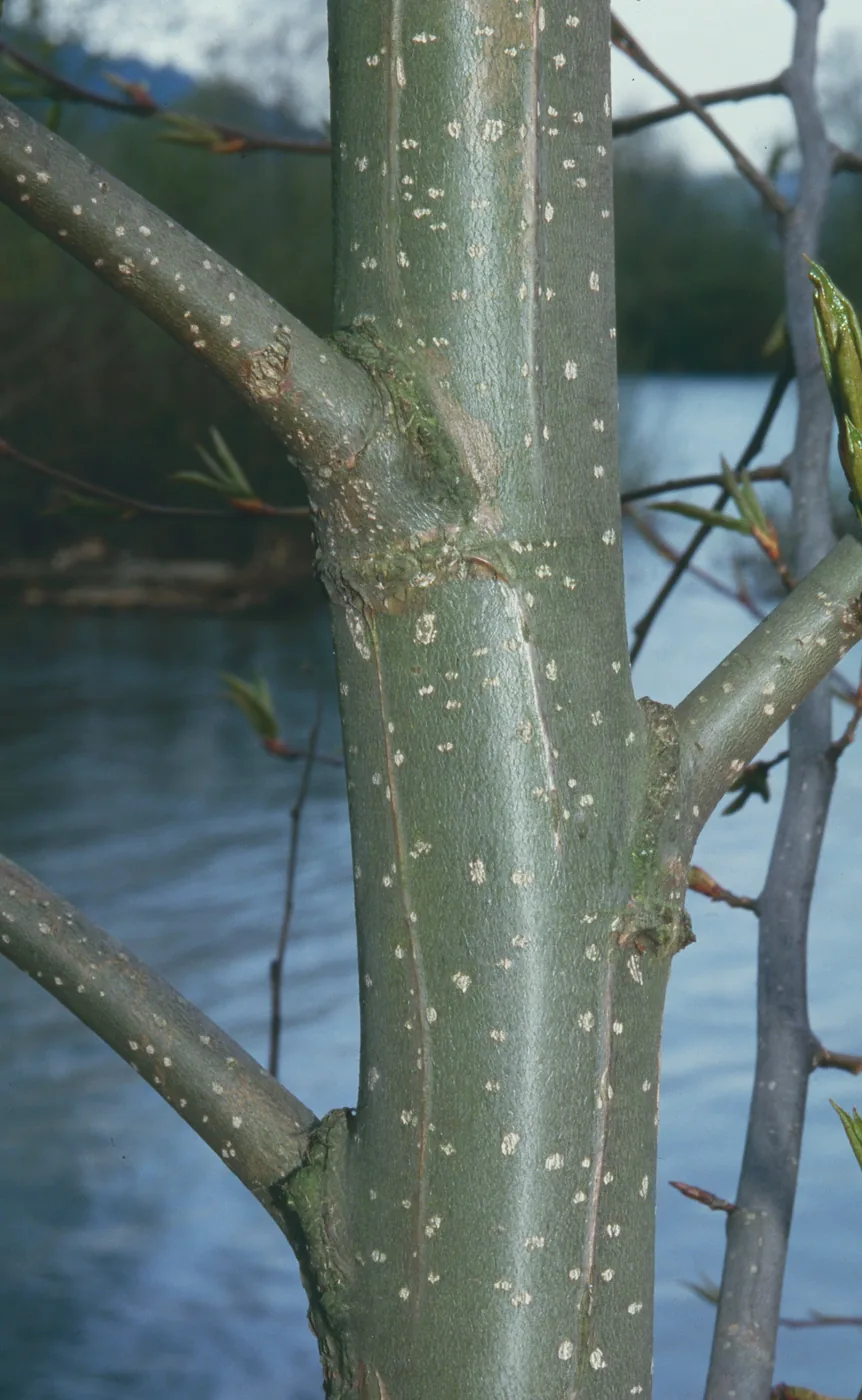 Black Cottonwood bark photo