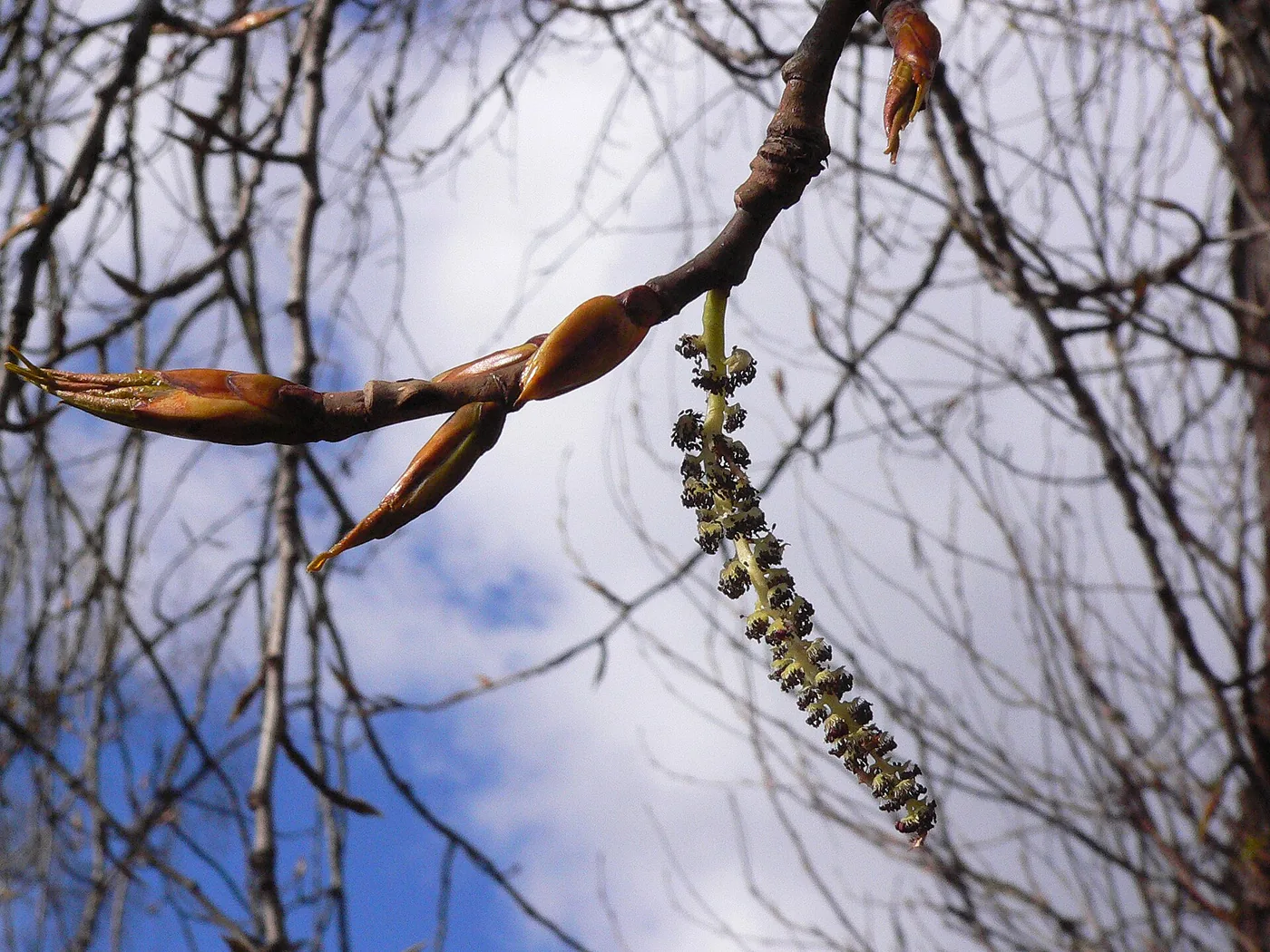 Black Cottonwood branch photo