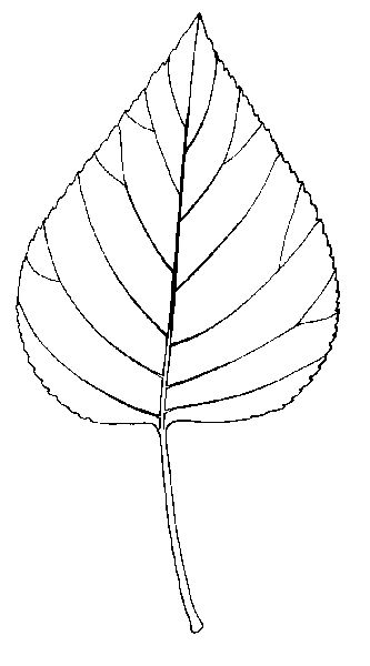 Black Cottonwood leaf photo