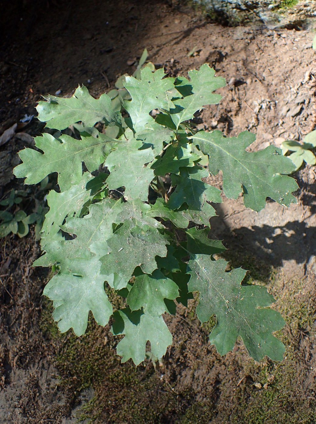California Black Oak branch photo
