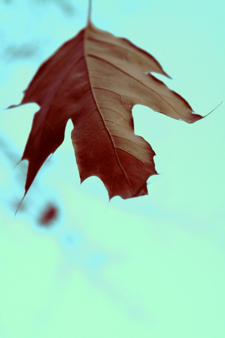 California Black Oak leaf photo