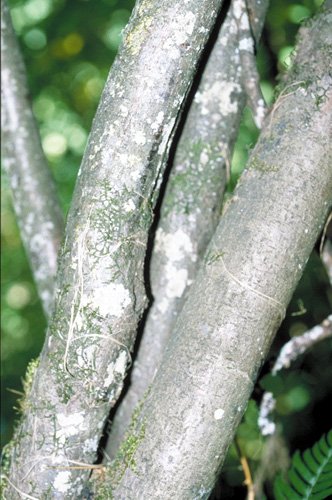 California Hazelnut bark photo
