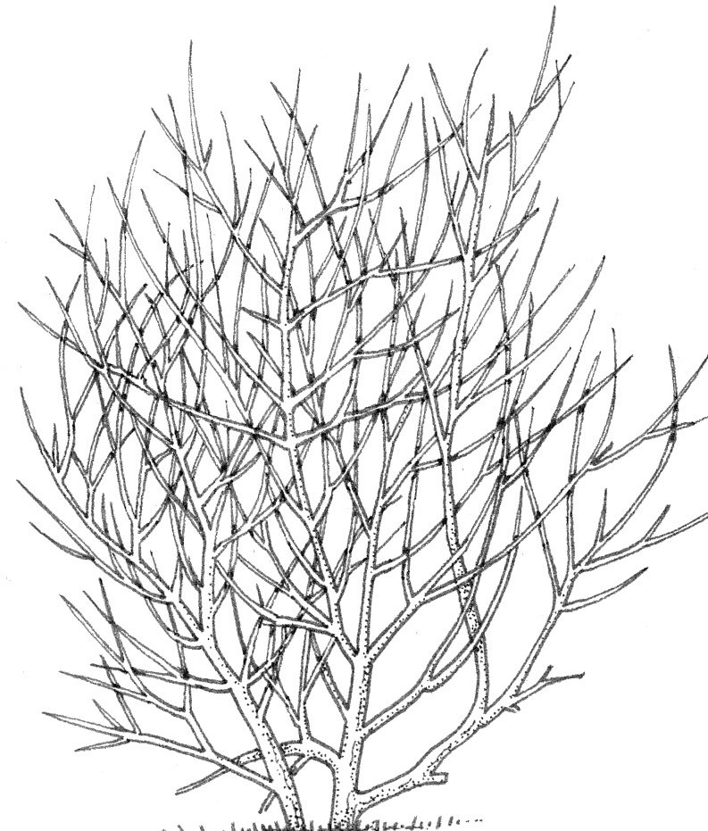 California Hazelnut branch photo