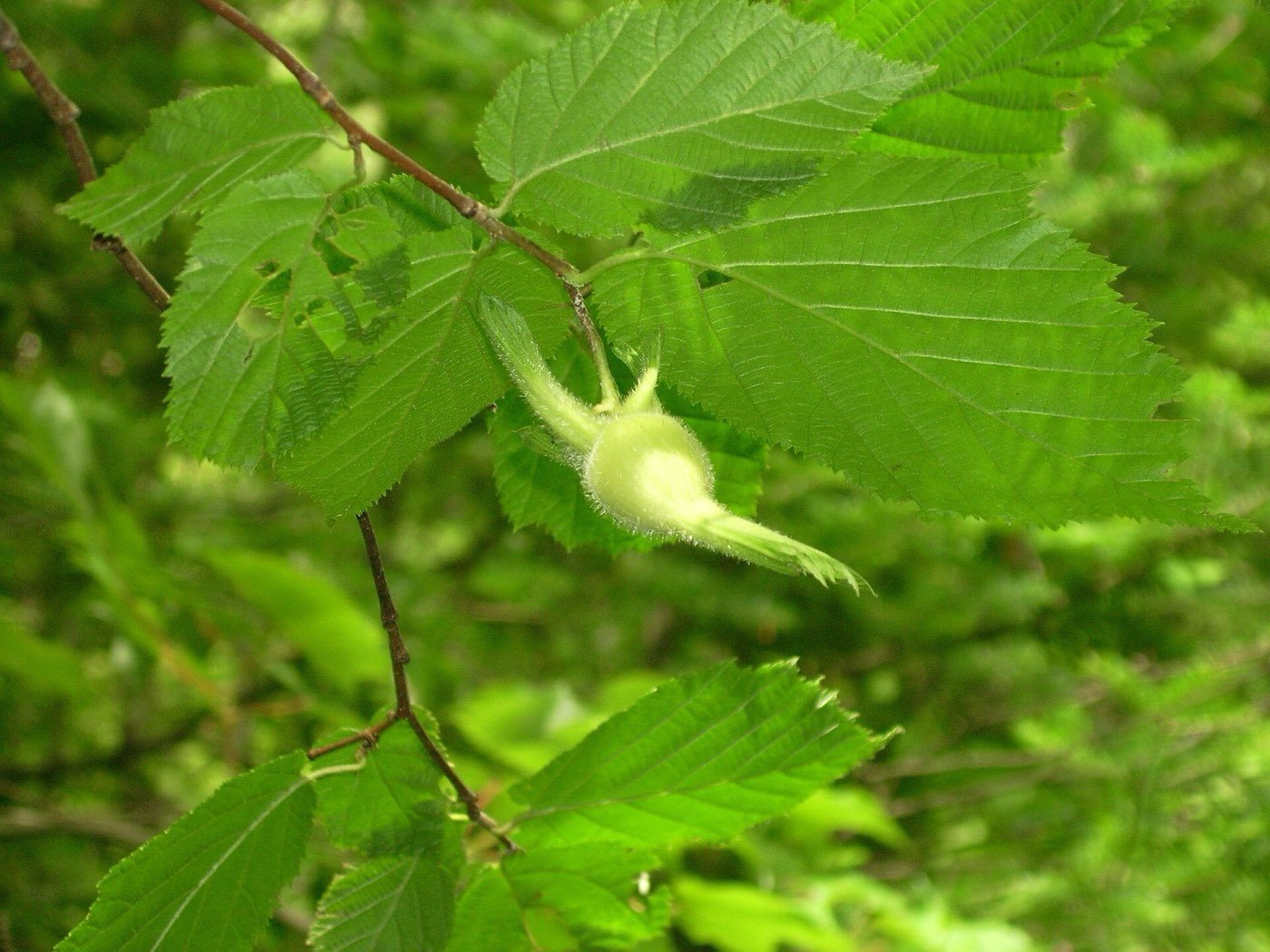 California Hazelnut leaf photo