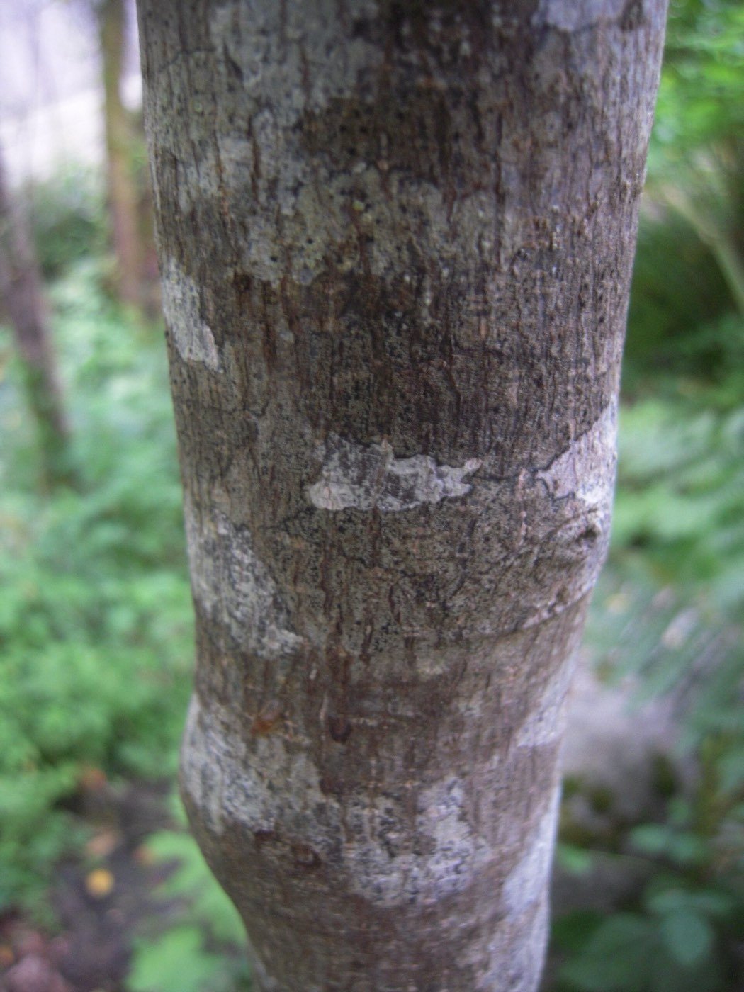 Cascara bark photo