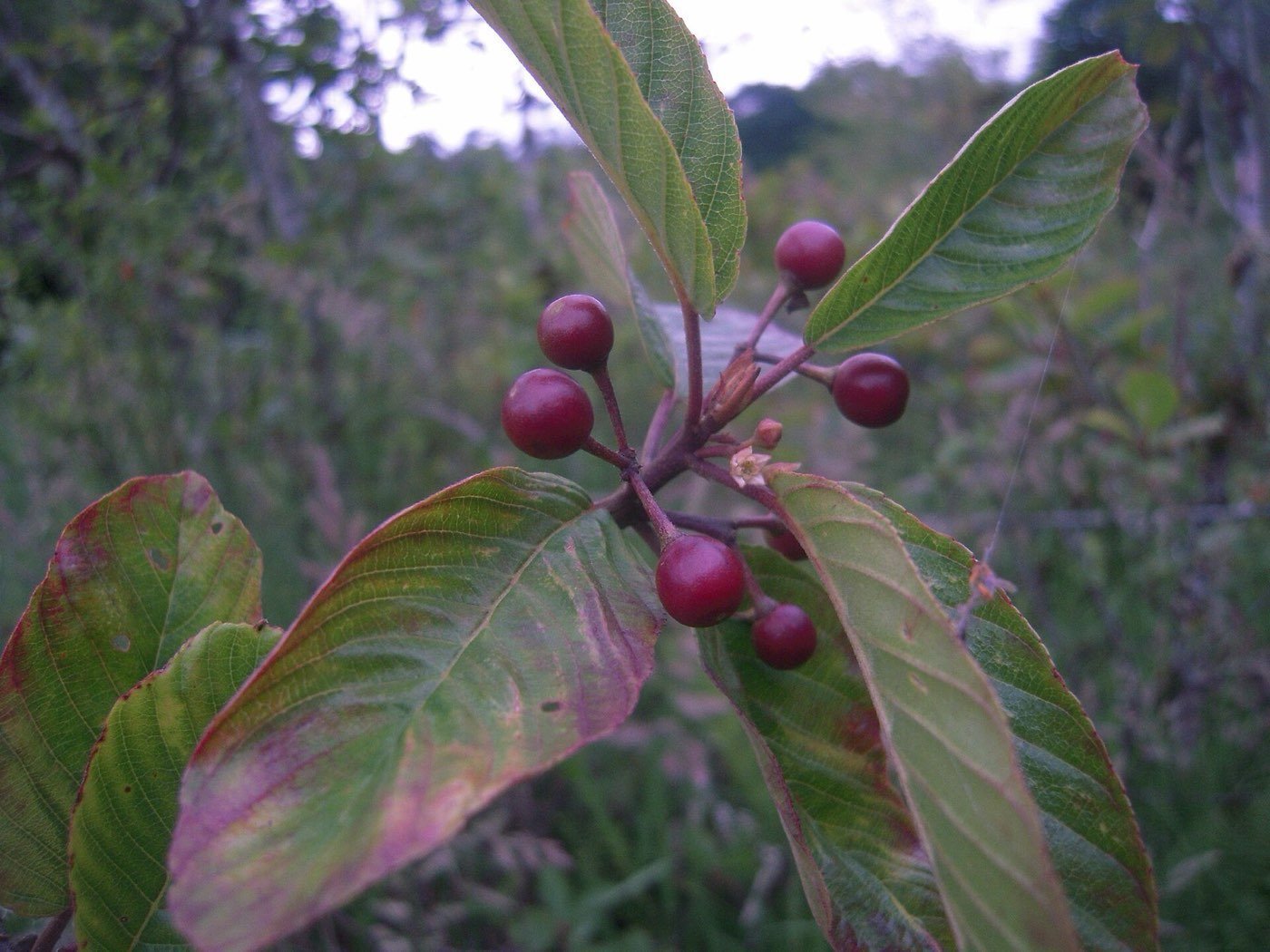 Cascara leaf photo