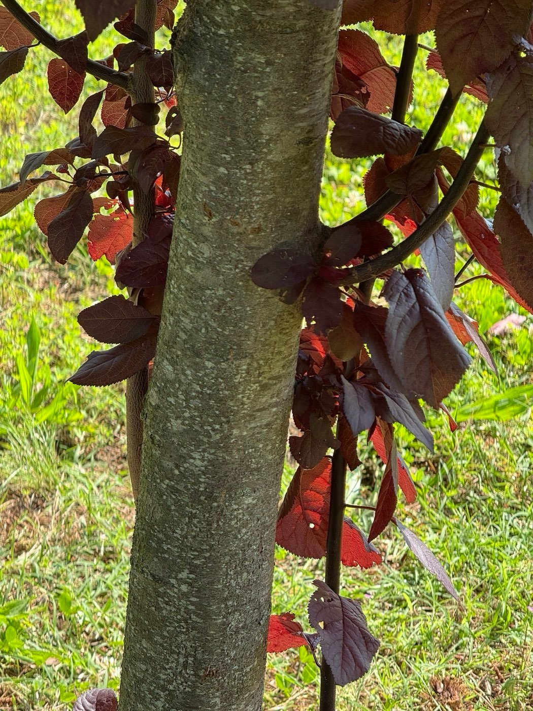 Chokecherry bark photo