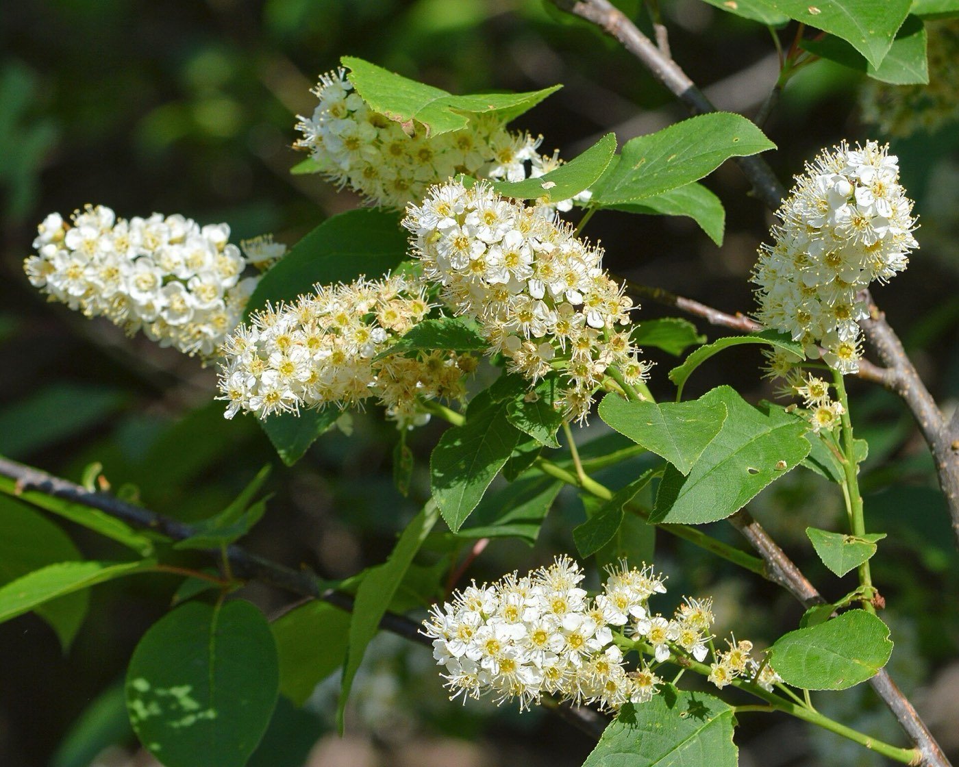 Chokecherry branch photo