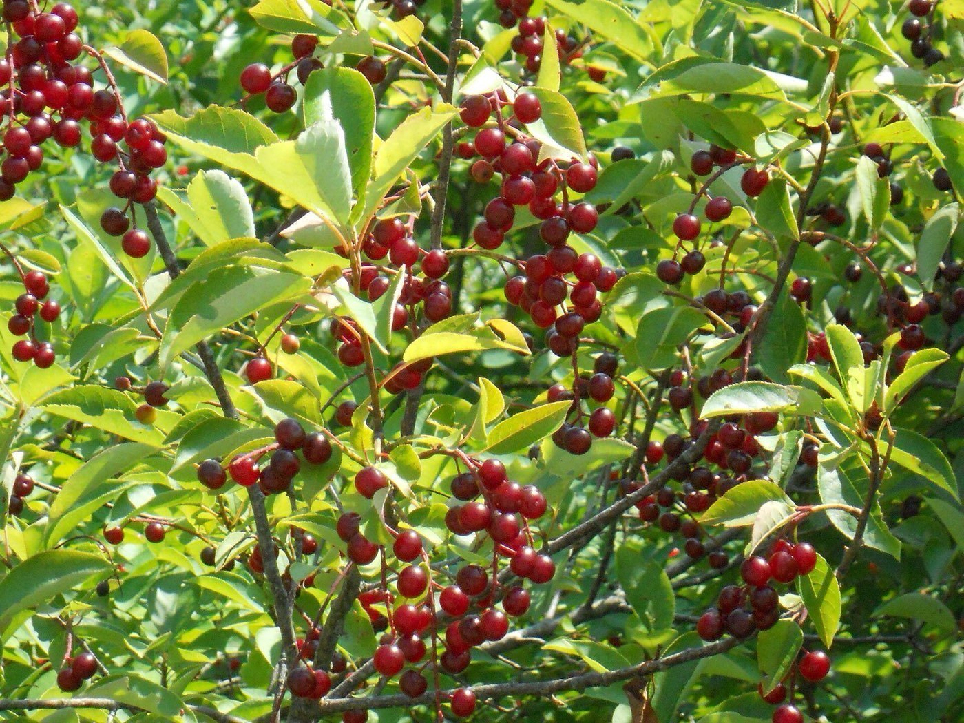 Chokecherry leaf photo