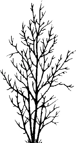 Chokecherry illustration