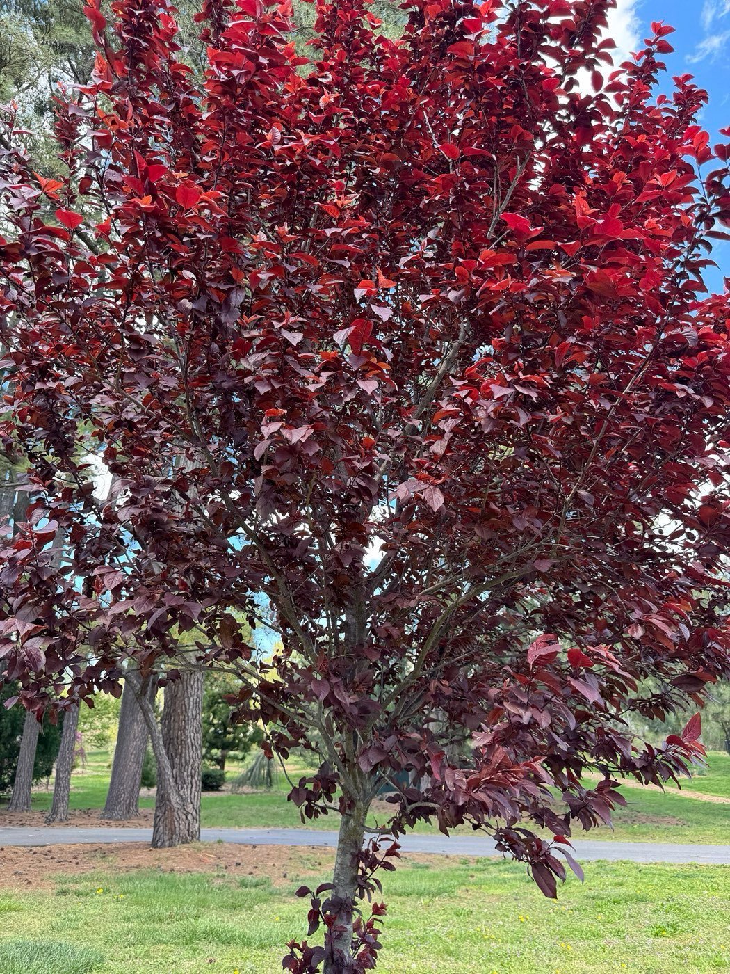 Chokecherry picture photo