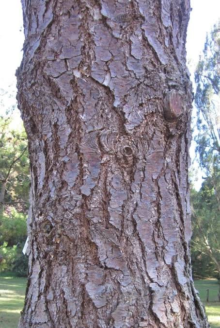 Douglas Fir bark photo