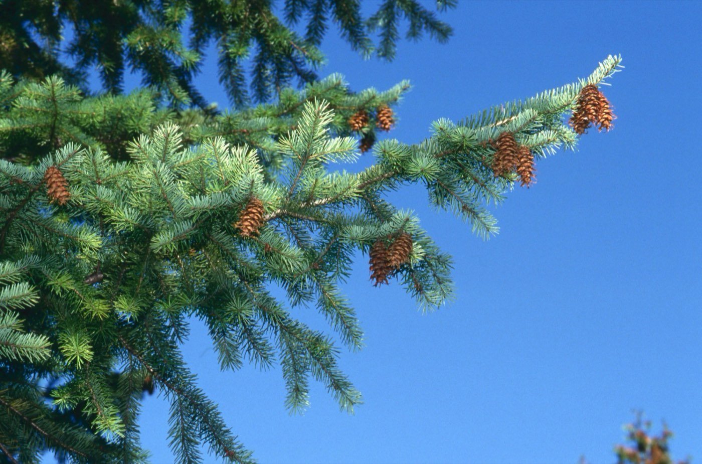 Douglas Fir branch photo