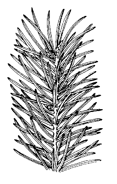 Douglas Fir needle photo