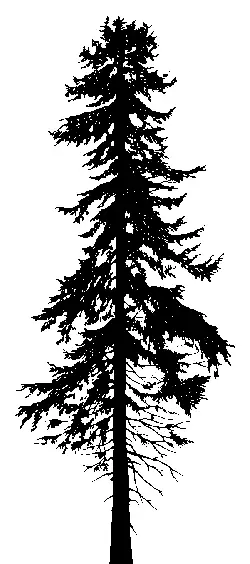 Douglas Fir illustration