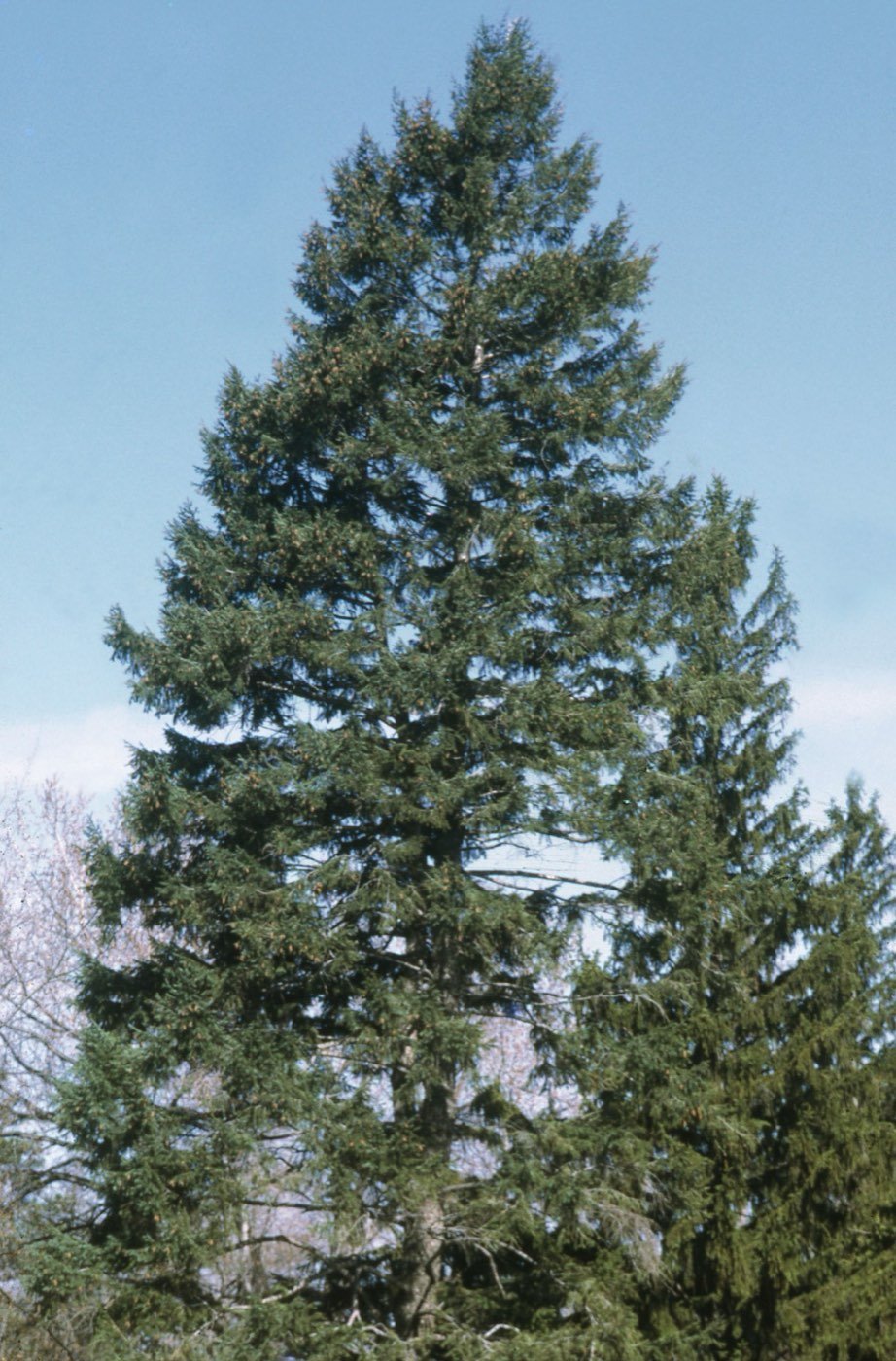Douglas Fir picture photo