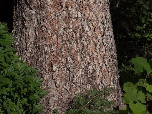 Engelmann Spruce bark photo