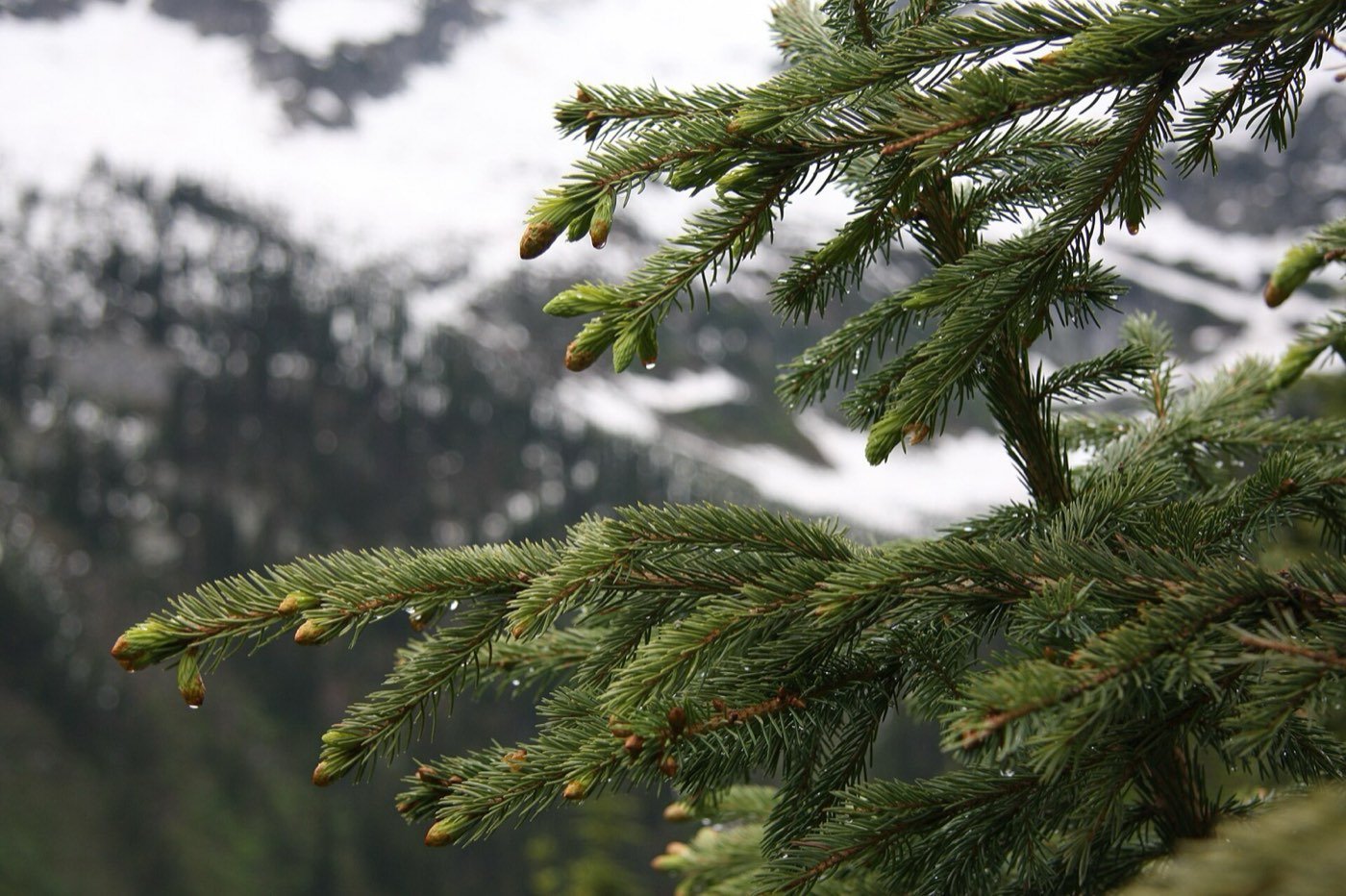 Engelmann Spruce branch photo