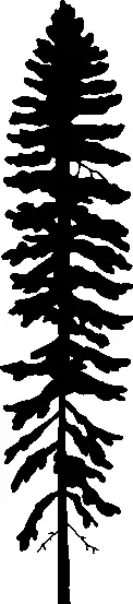 Engelmann Spruce illustration