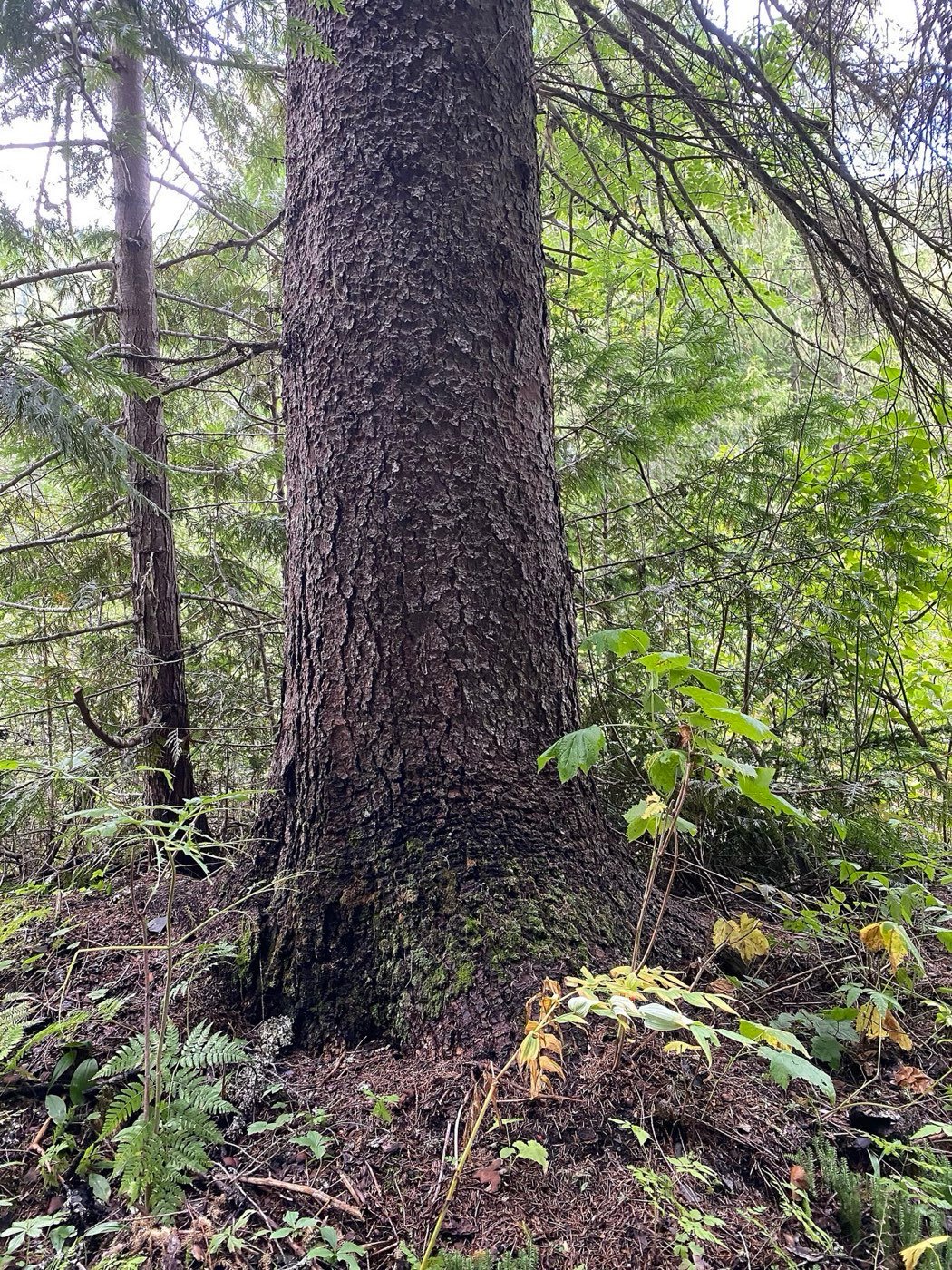 Engelmann Spruce picture photo