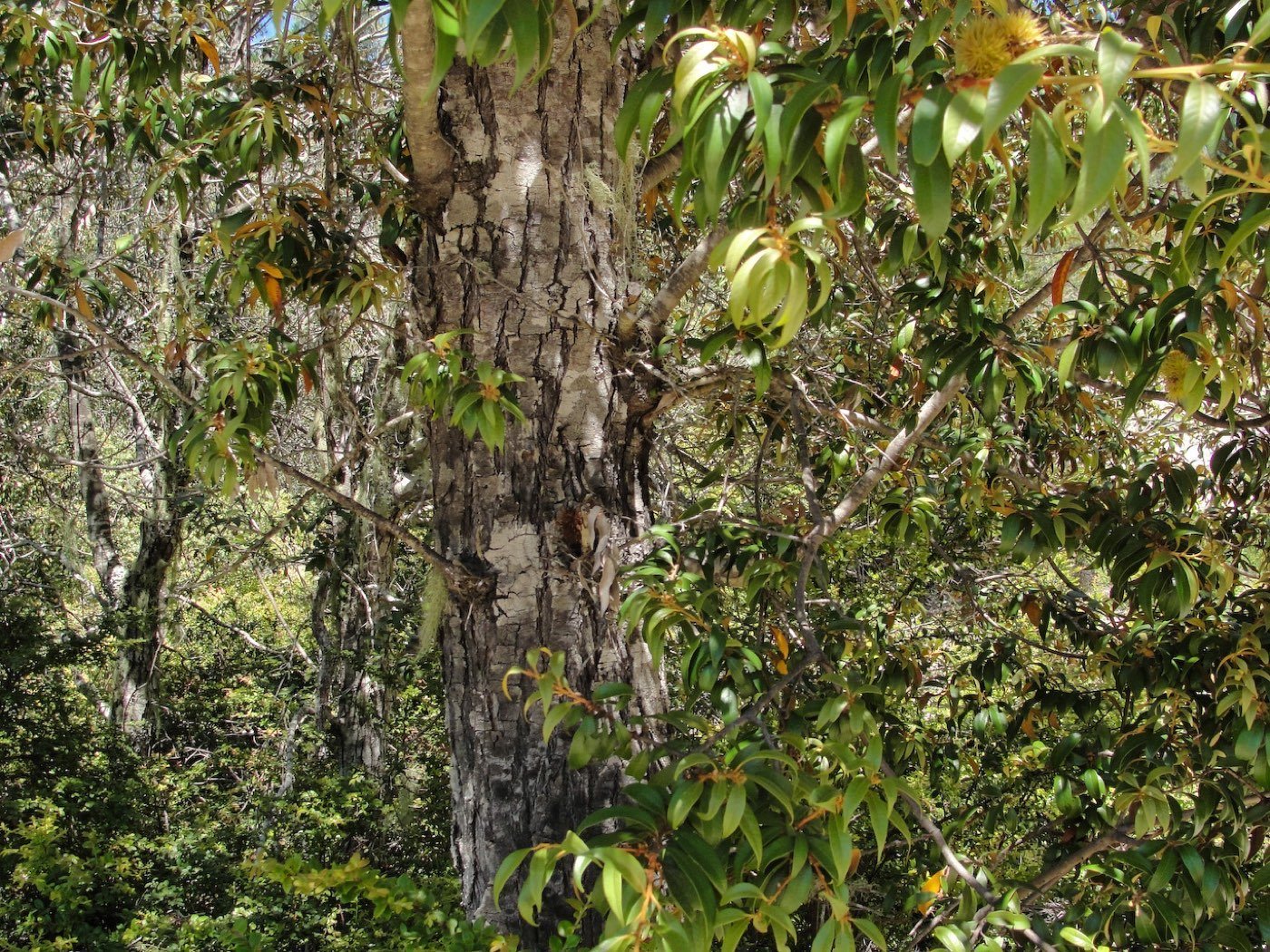 Golden Chinkapin bark photo