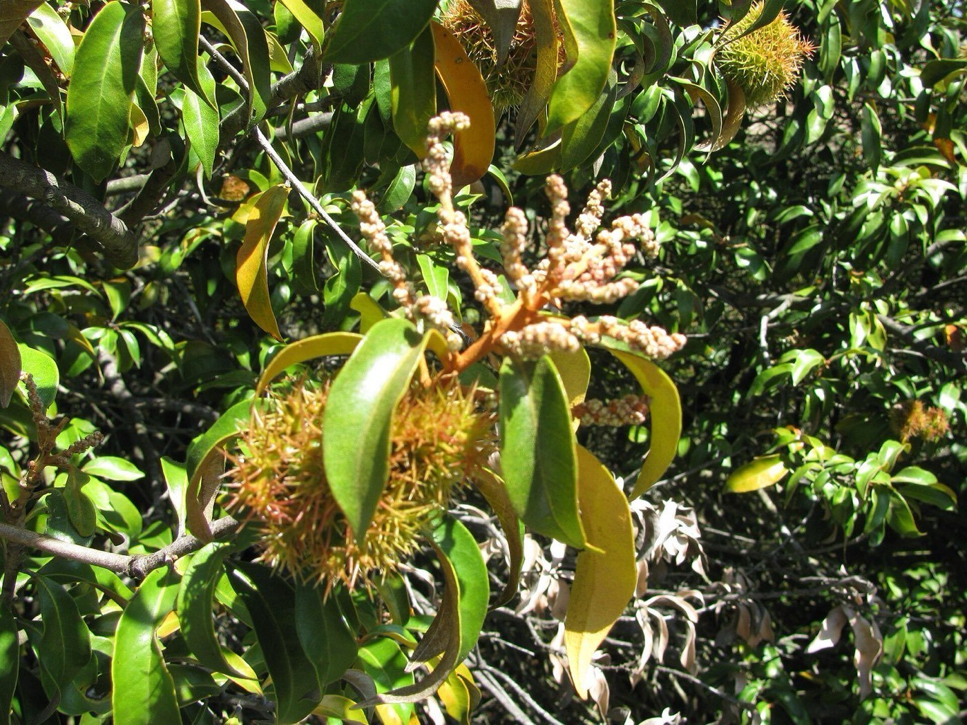 Golden Chinkapin branch photo
