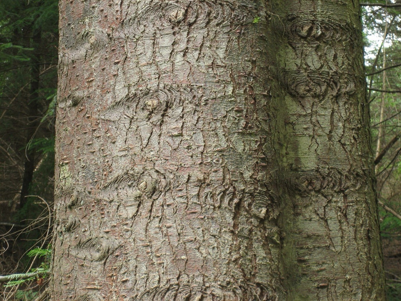 Grand Fir bark photo