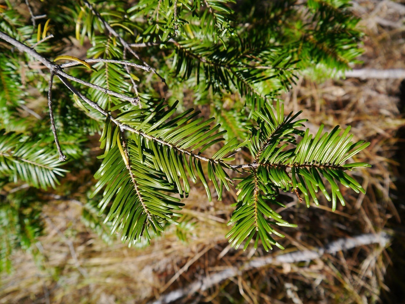 Grand Fir needle photo