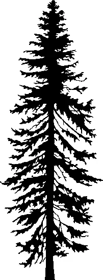 Grand Fir illustration