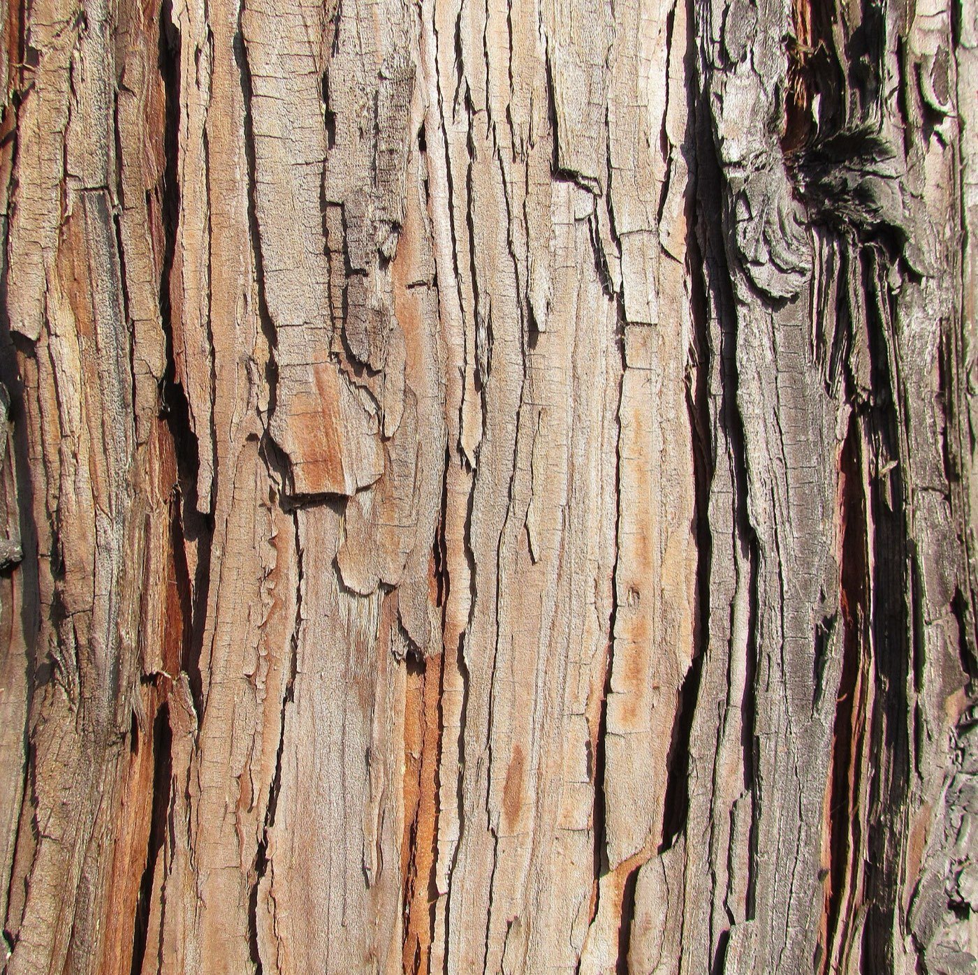 Incense Cedar bark photo