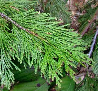 Incense Cedar branch photo