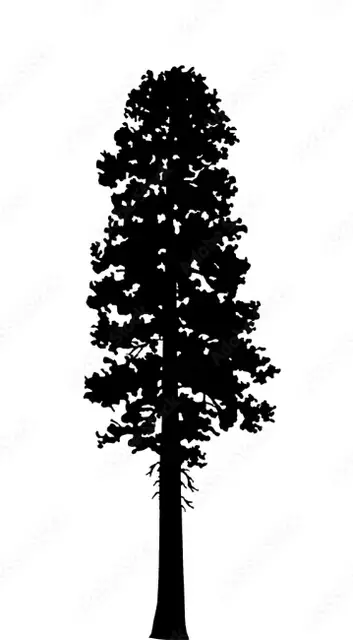 Incense Cedar illustration