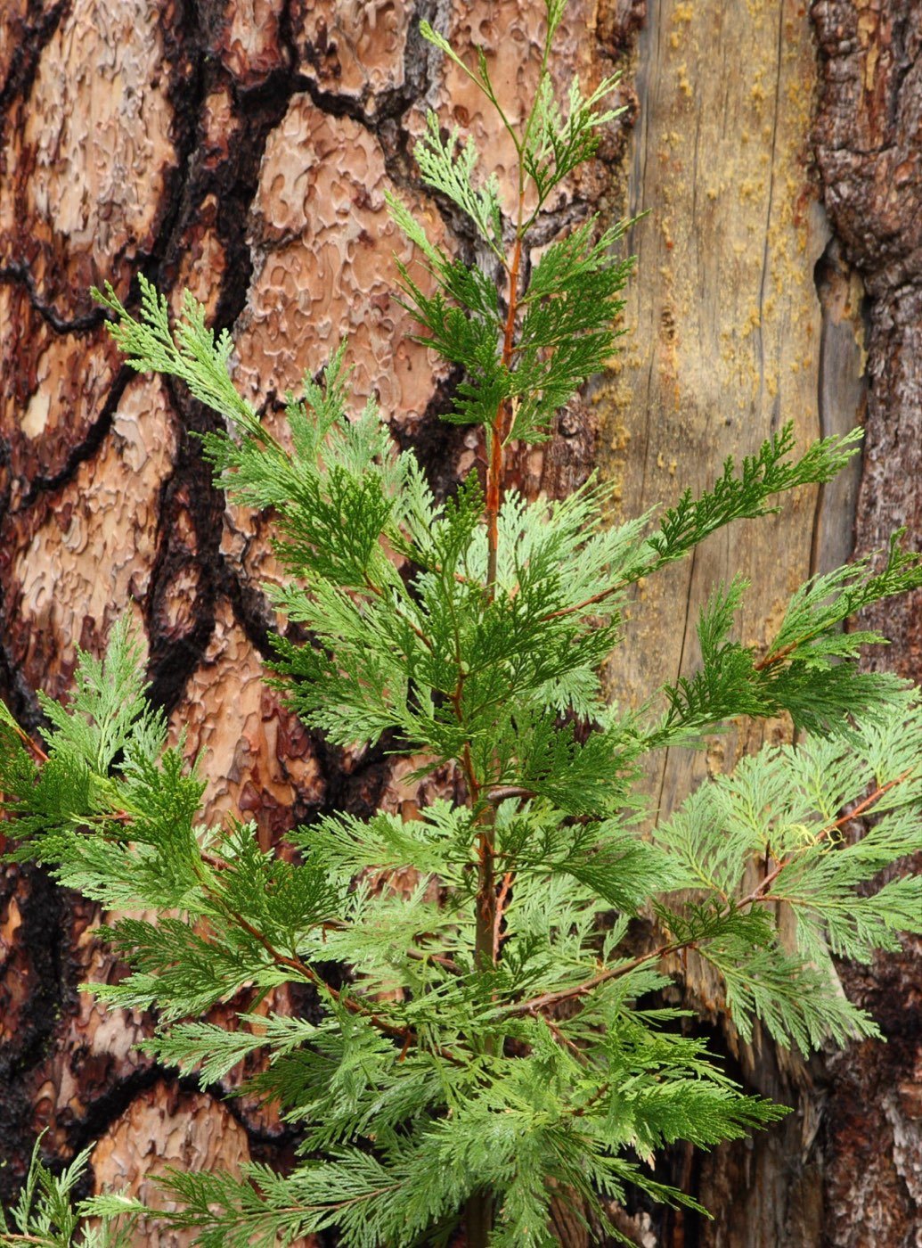 Incense Cedar picture photo
