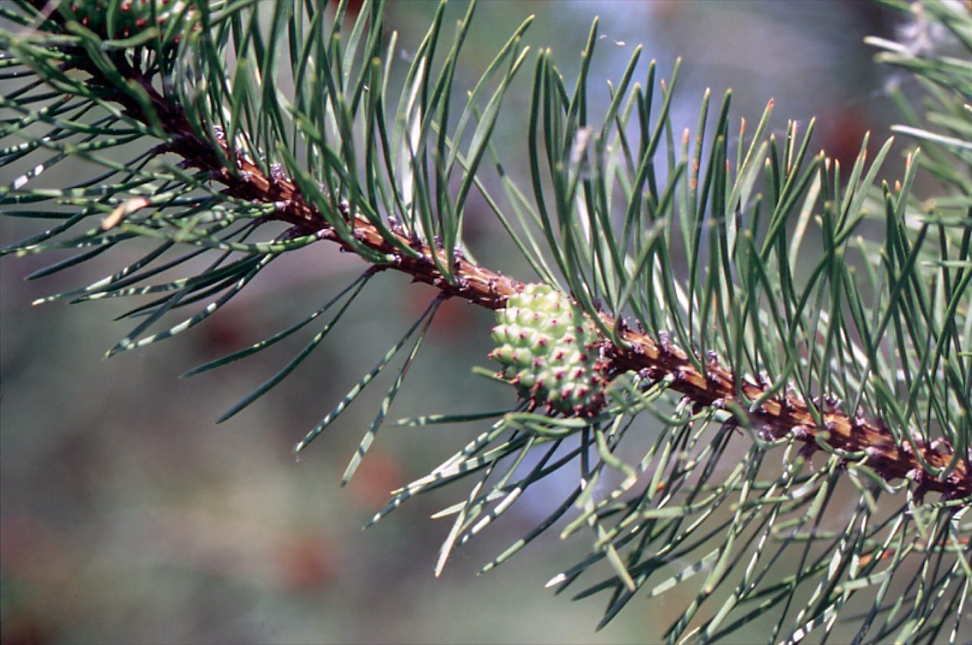 Lodgepole Pine branch photo