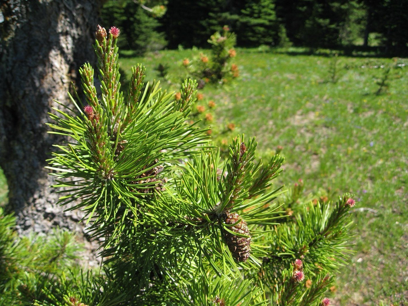 Lodgepole Pine needle photo