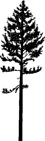 Lodgepole Pine illustration