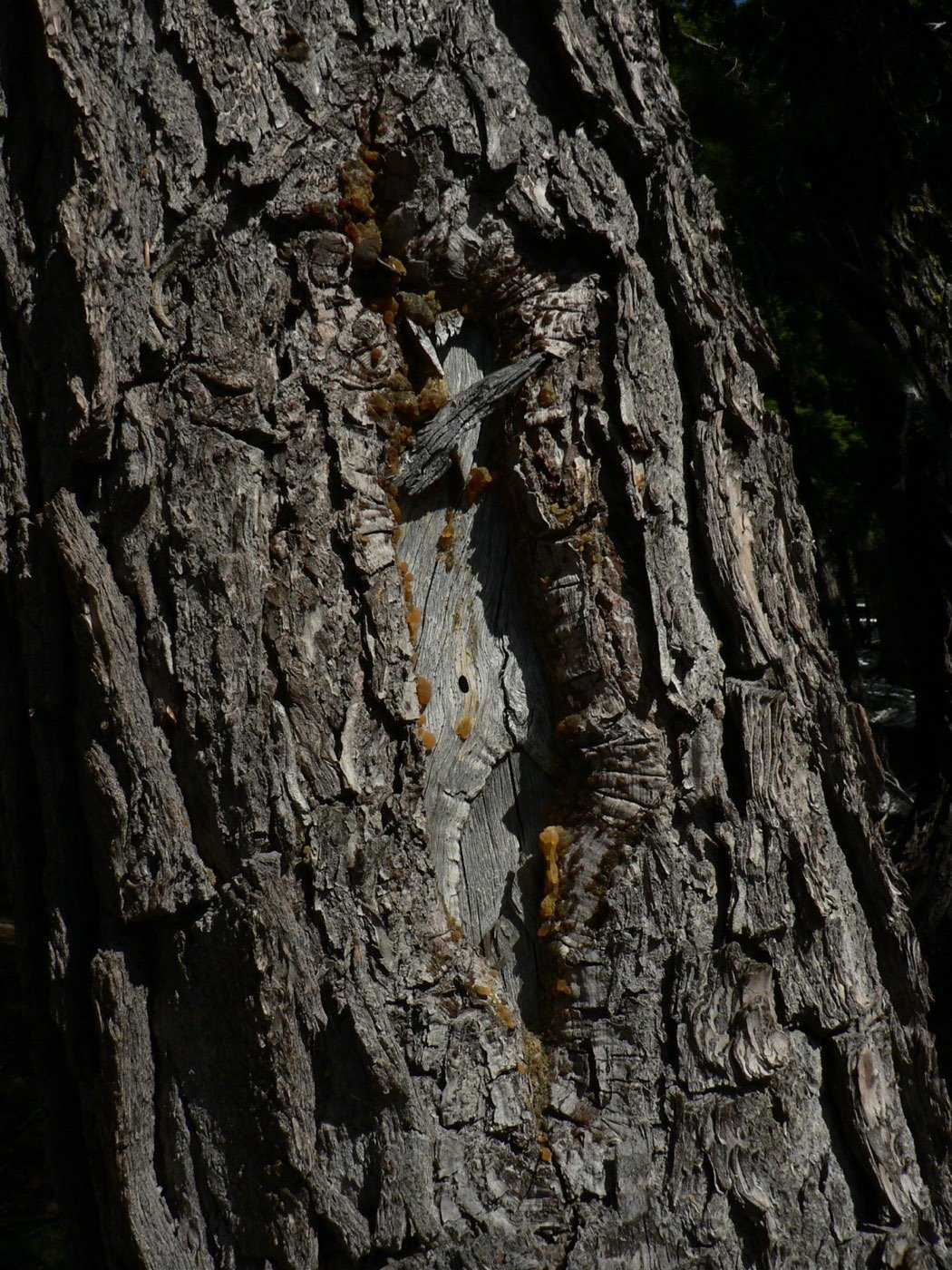 Mountain Hemlock bark photo