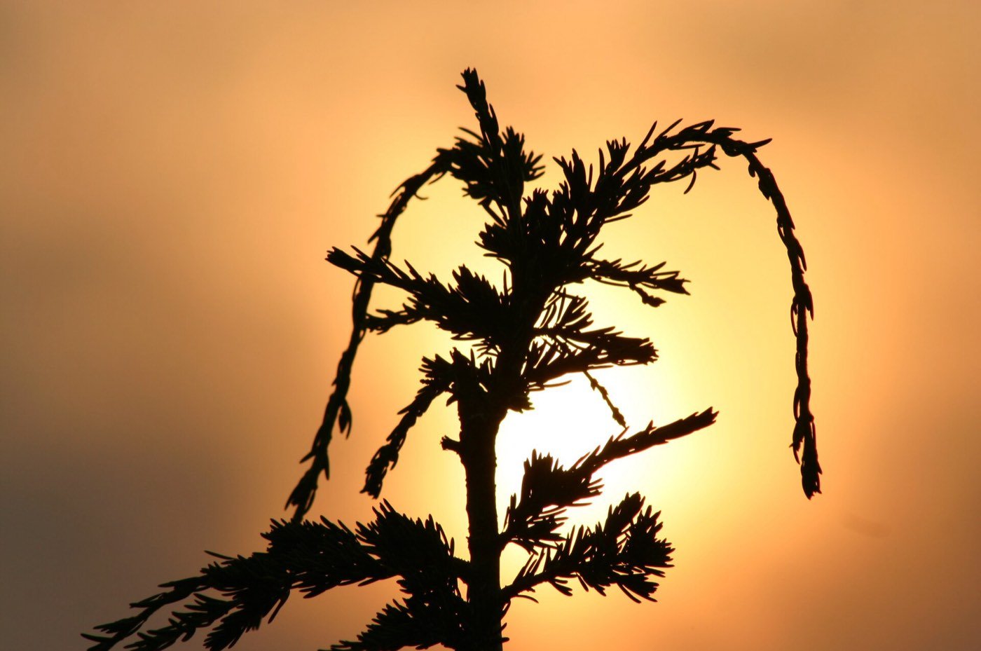 Mountain Hemlock needle photo