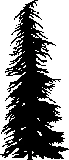 Mountain Hemlock illustration