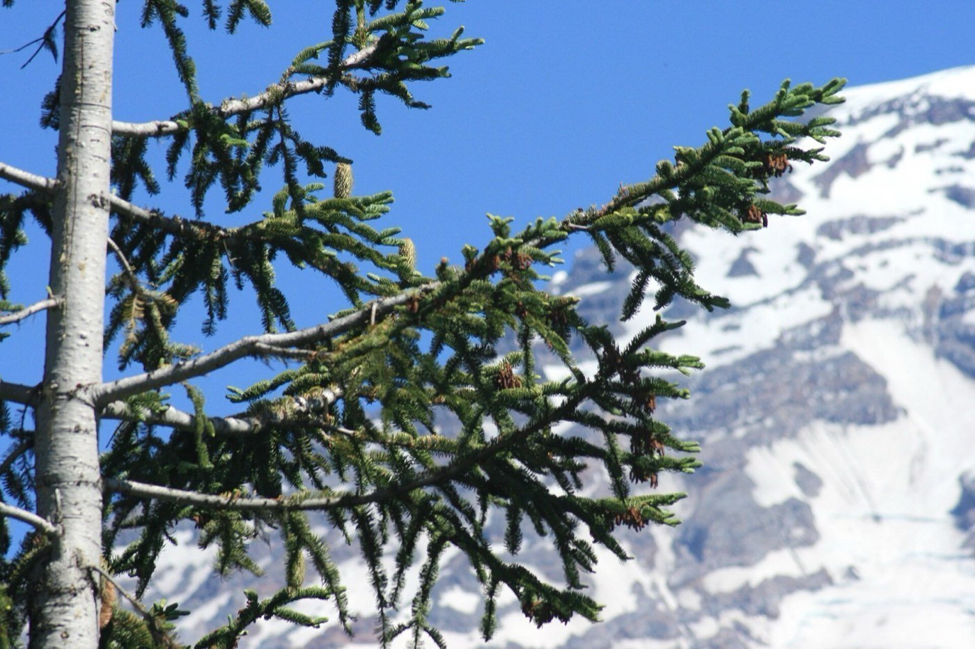 Noble Fir branch photo