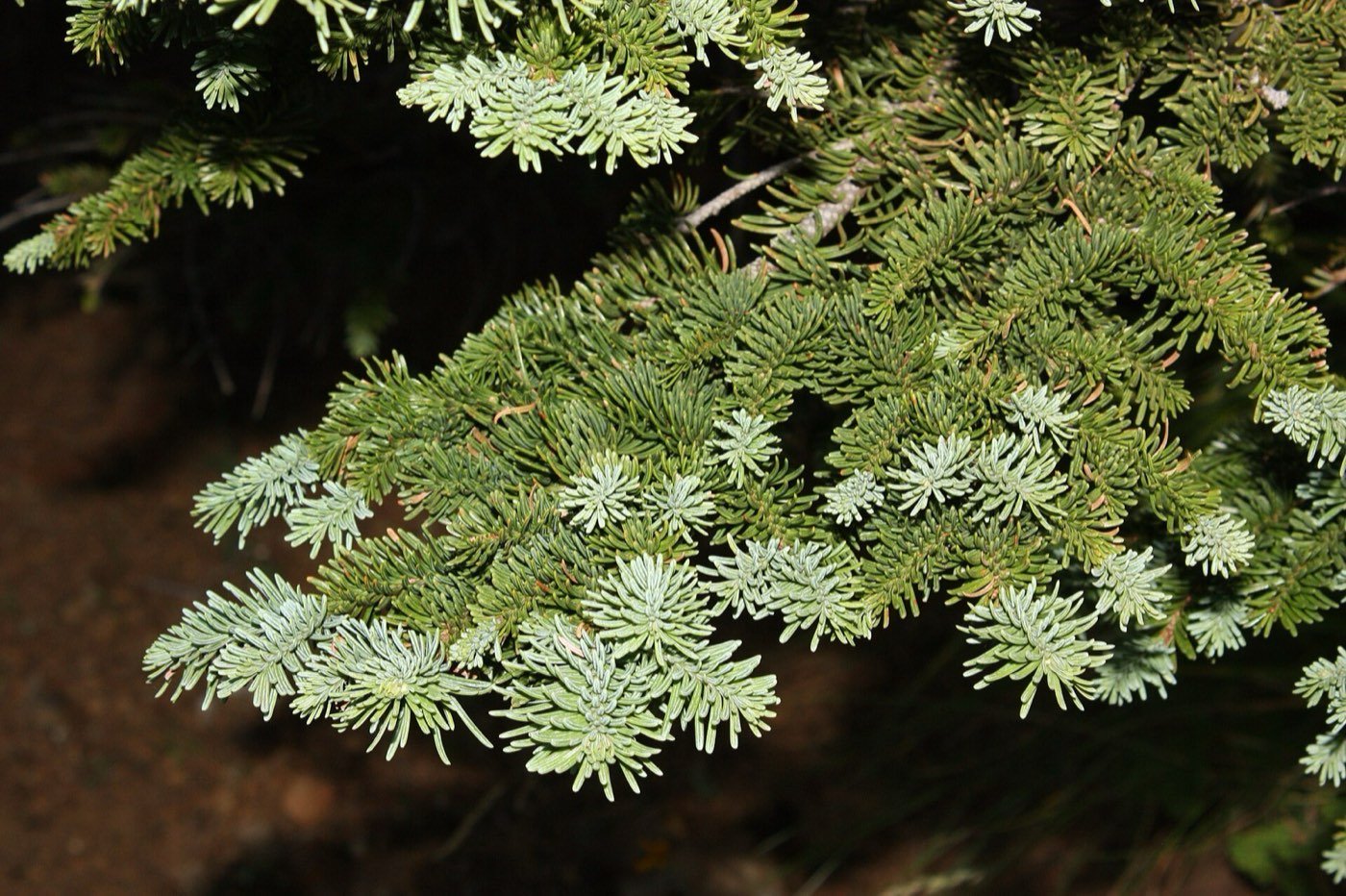 Noble Fir needle photo