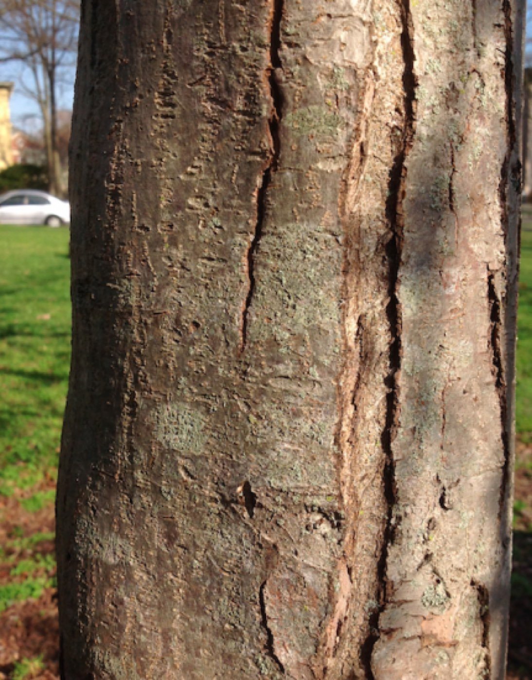 Oregon Crab Apple bark photo